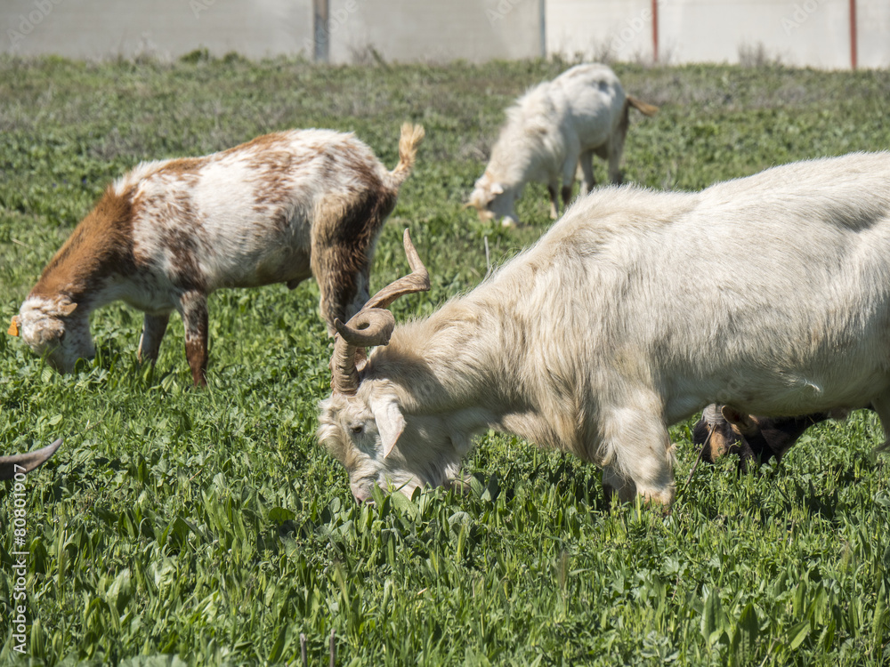 Goats grazing in a meadow Goats grazing in a meadow