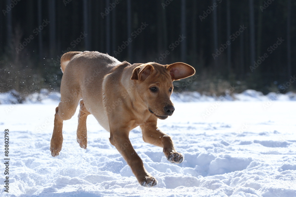 Labrador (beige) rennt im Schnee