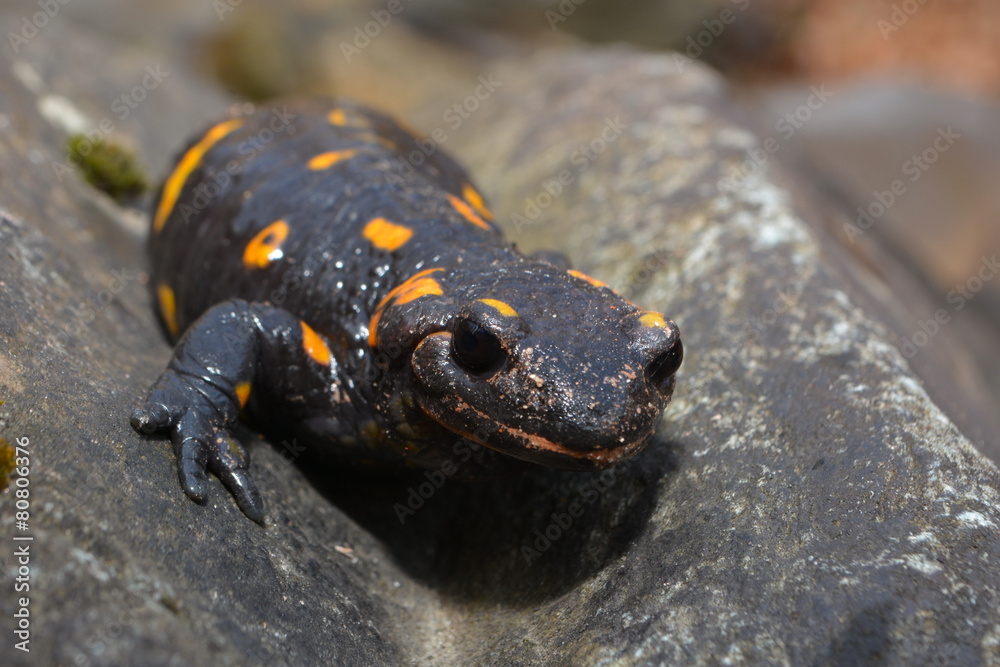 Salamandra Salamandra