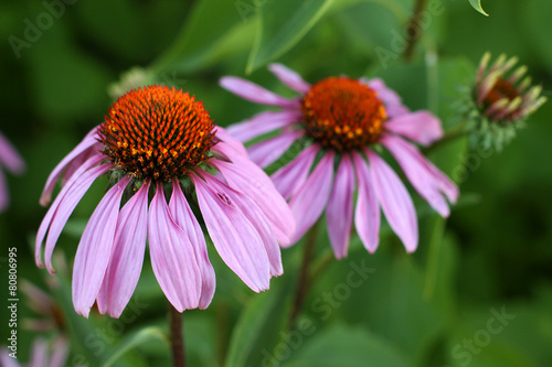 Pink Echinacea flowers on green nature