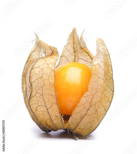 physalis photo