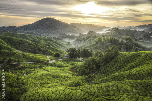 Teeplantage