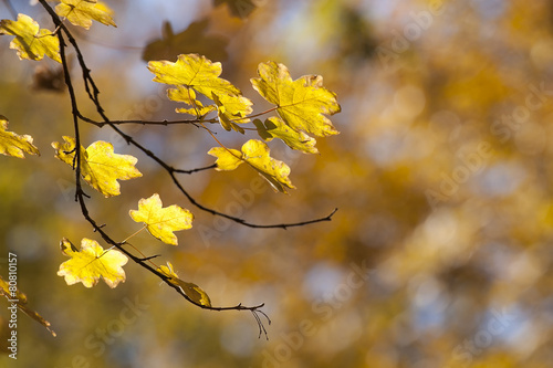 Yellow autumn leaves on maple branch
