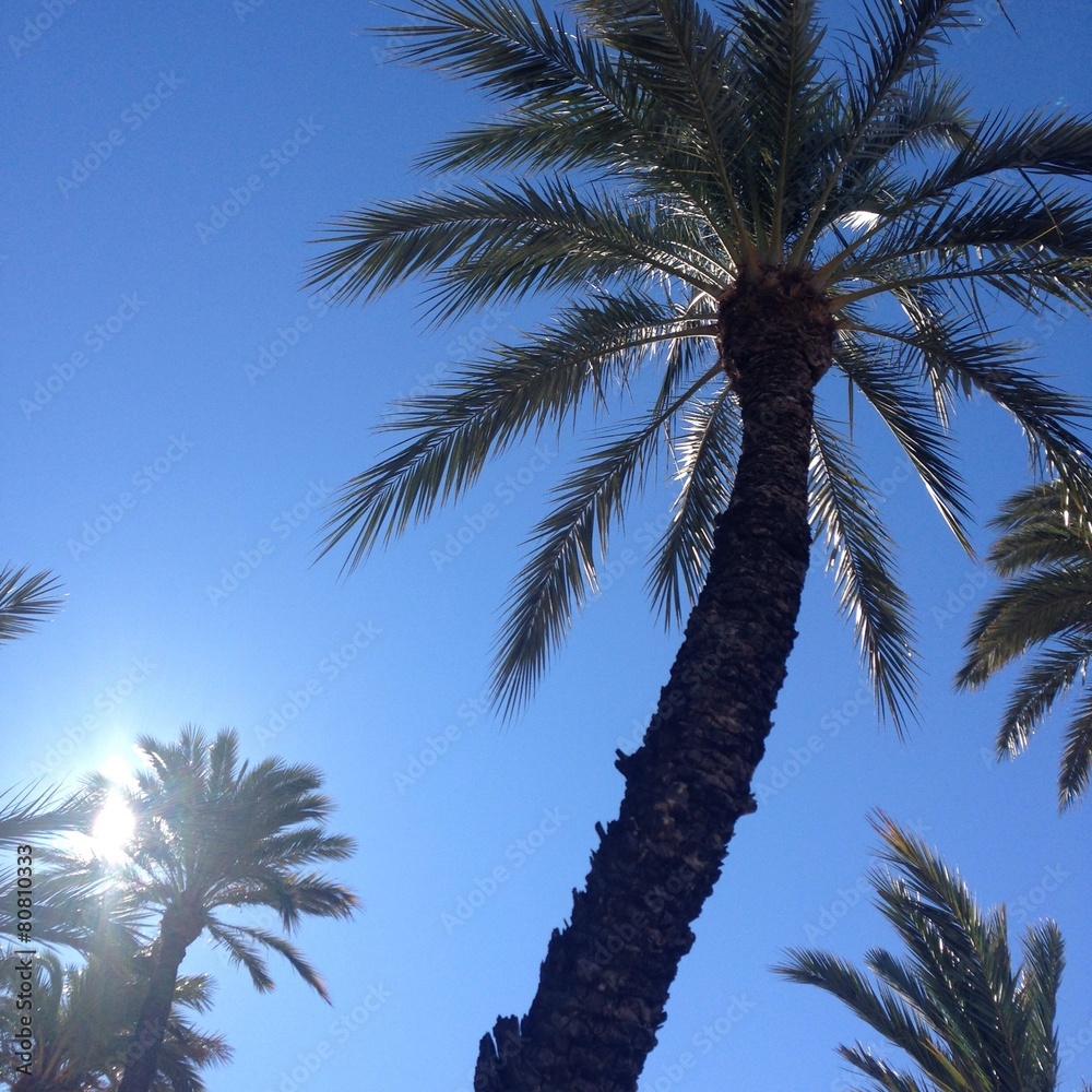 Obraz premium Palmera curvada
