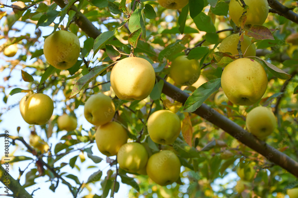 Autumn apple garden