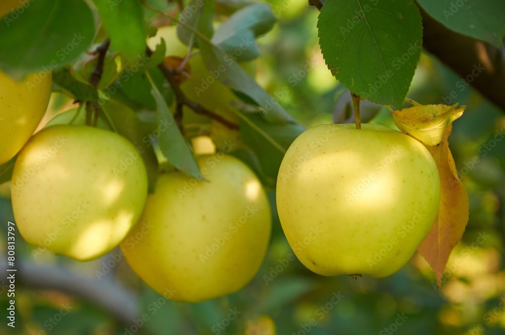 Autumn apple garden