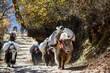 Handdoek met foto Nepal Jaks dragen lasten in Nepal  © ekashustrova