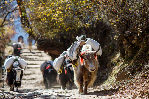 Yaks carrying weight in Nepal