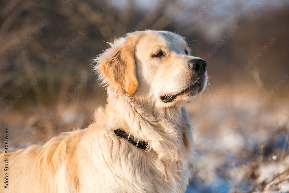 Golden Retriever