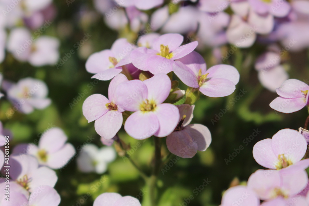 mauve flowers