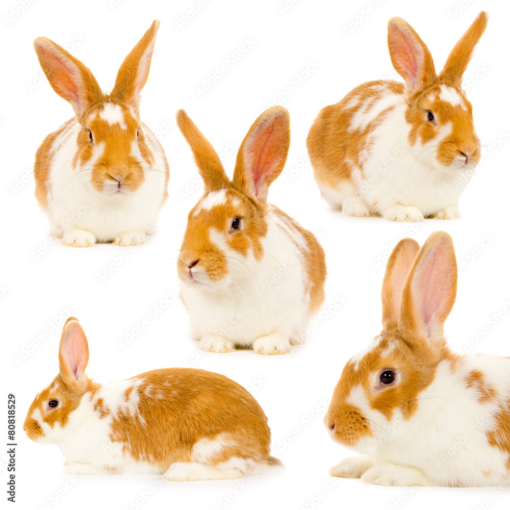 Fototapeta premium Rabbits