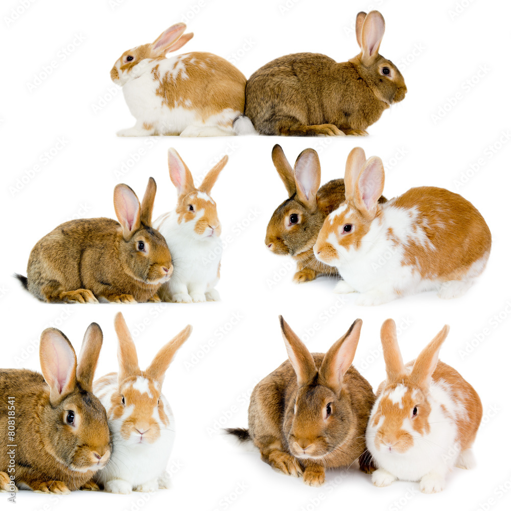 Obraz premium Rabbits