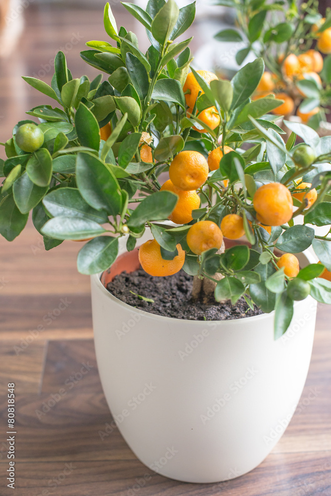 Mandarin tree on the floor
