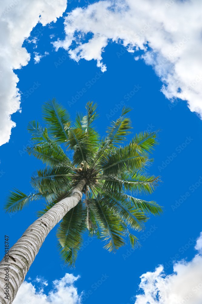 Coconut tree background