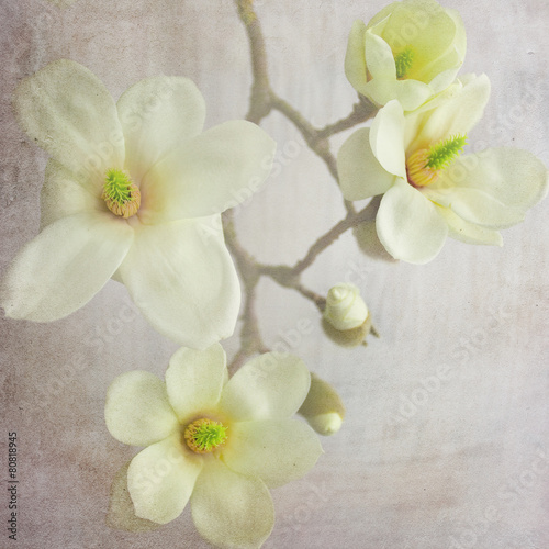 Fototapeta Naklejka Na Ścianę i Meble -  Magnolia flower background