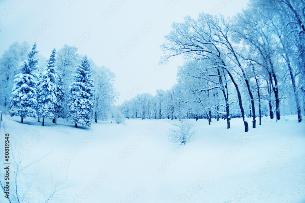 Fototapeta premium Winter background, landscape. Winter trees in wonderland. Winter