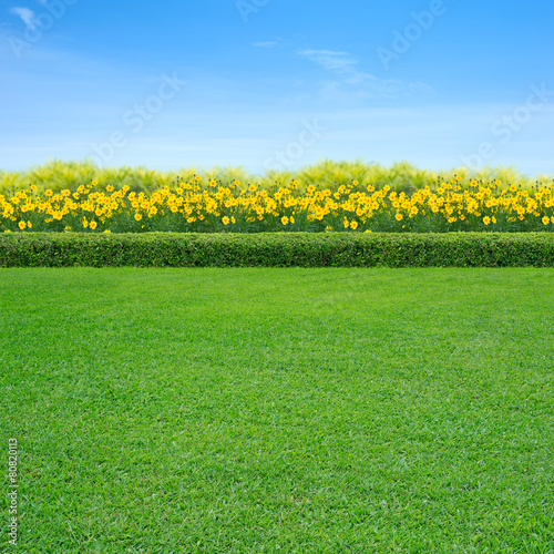 Grass and yellow flowers