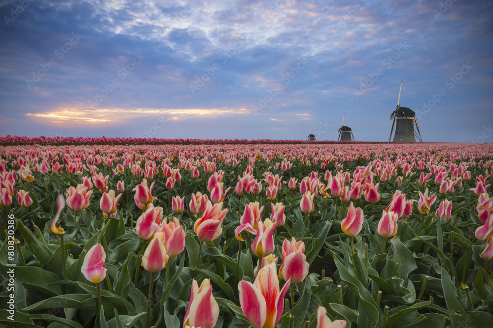 Tulips, mills and sunset