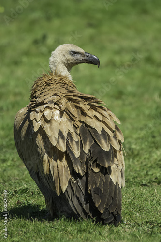 griffon vulture