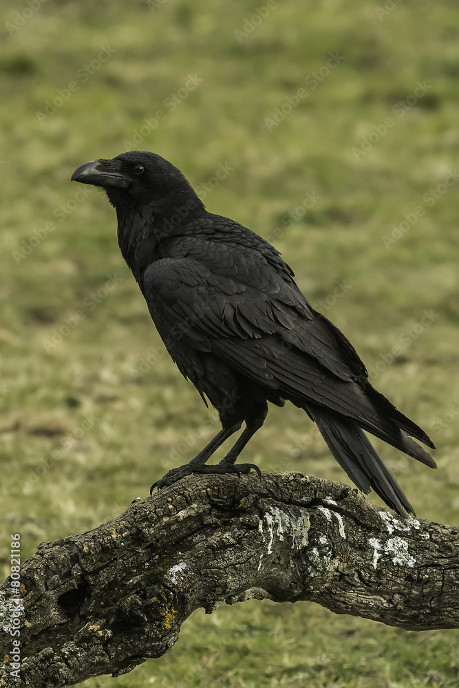 Raven, Corvus corax