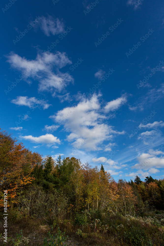 Colourful autumn trees against deep blue sky Colourful autumn trees against deep blue sky