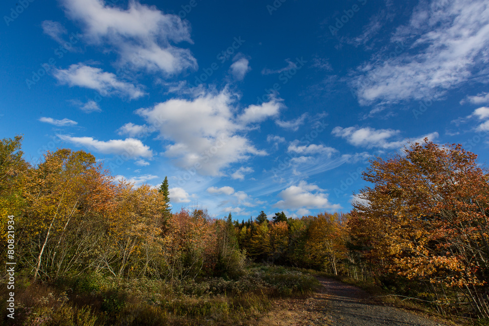 Colourful autumn trees against deep blue sky