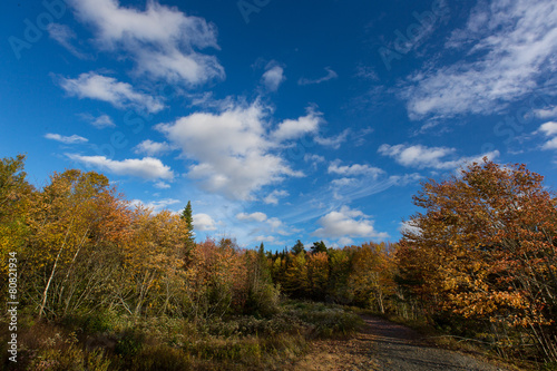 Colourful autumn trees against deep blue sky © cookiesfordevo