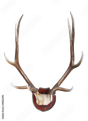 Antlers of a Manchurian wapiti isolated on white