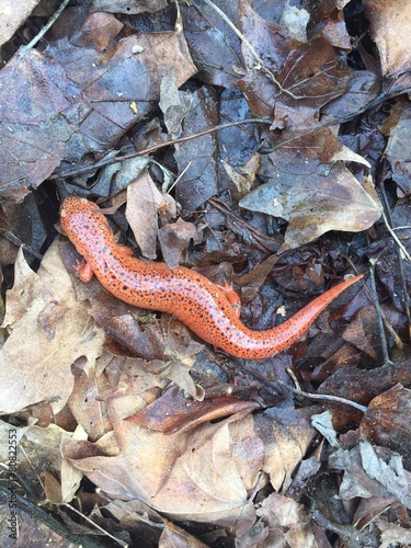 Orange Salamander on Leaves