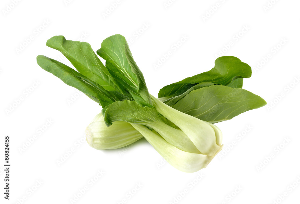 Fresh Chinese Cabbage or Bok Choy On White Background