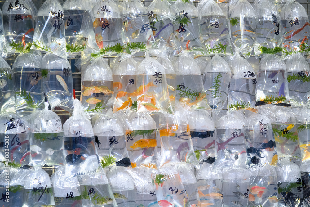 Aquarium fish displayed at the Goldfish market in Hong Kong. Aquarium fish displayed at the Goldfish market in Hong Kong.