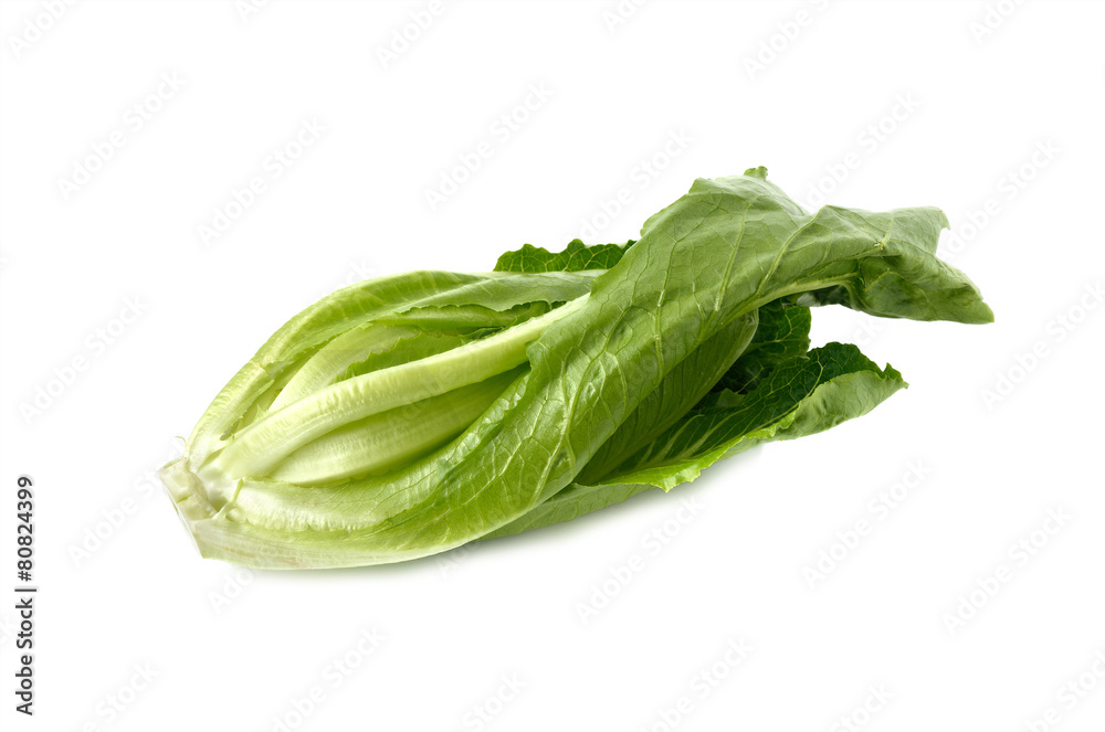 fresh green Cos Lettuce on white background fresh green Cos Lettuce on white background