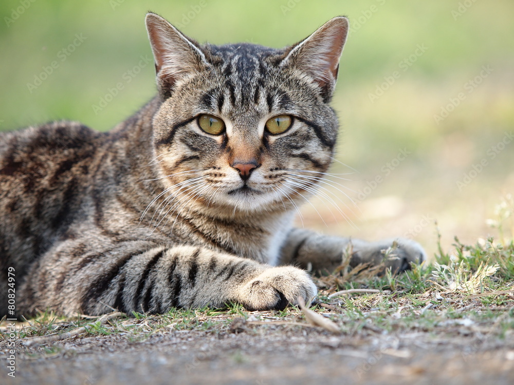 見つめる猫