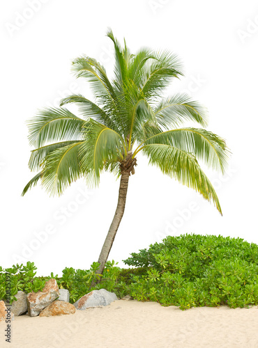 Coconut tree