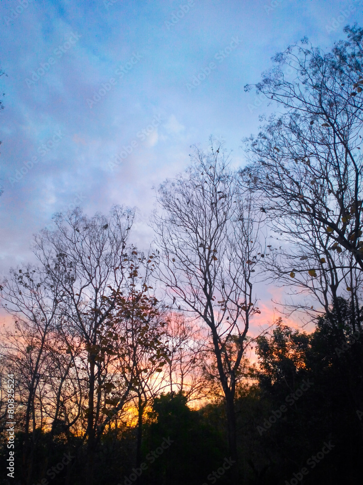 silhouette treebranch in sunset silhouette treebranch in sunset
