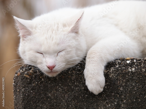 眠る白猫 © toyosaka