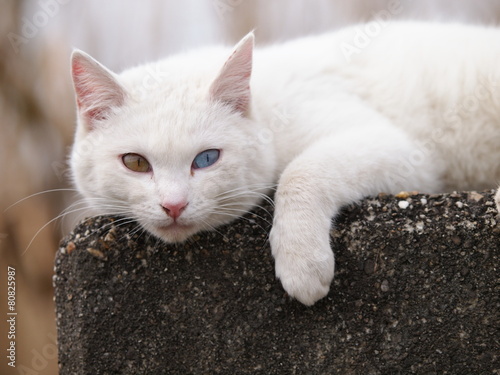 オッドアイの白猫 © toyosaka