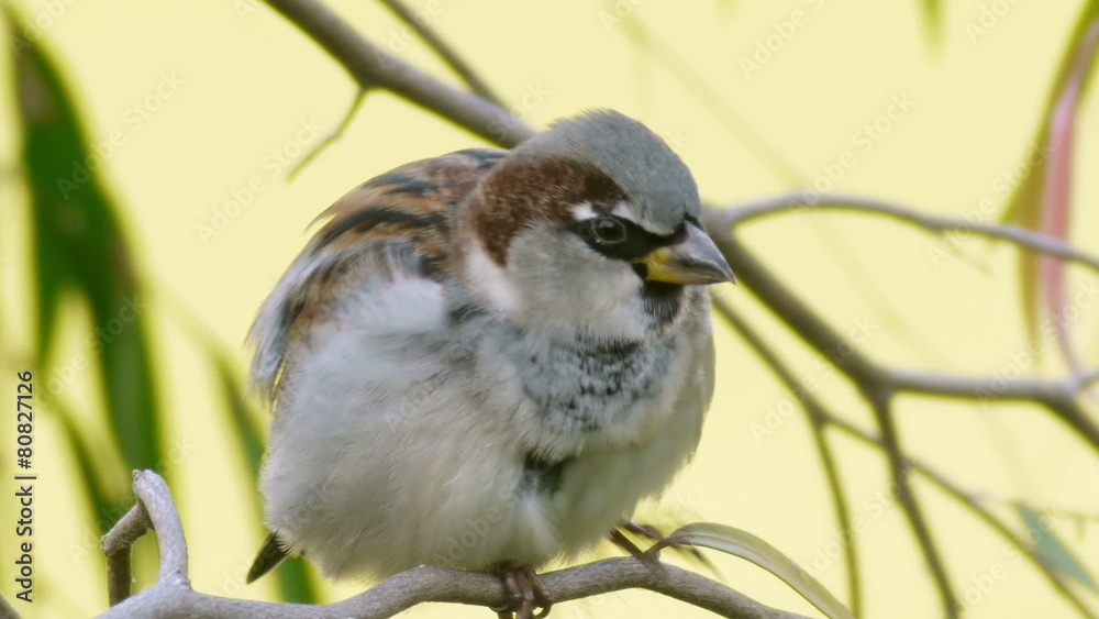 House Sparrow Close Up House Sparrow Close Up