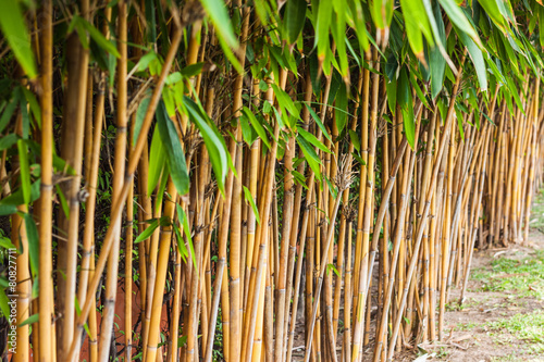 the bamboo in garden