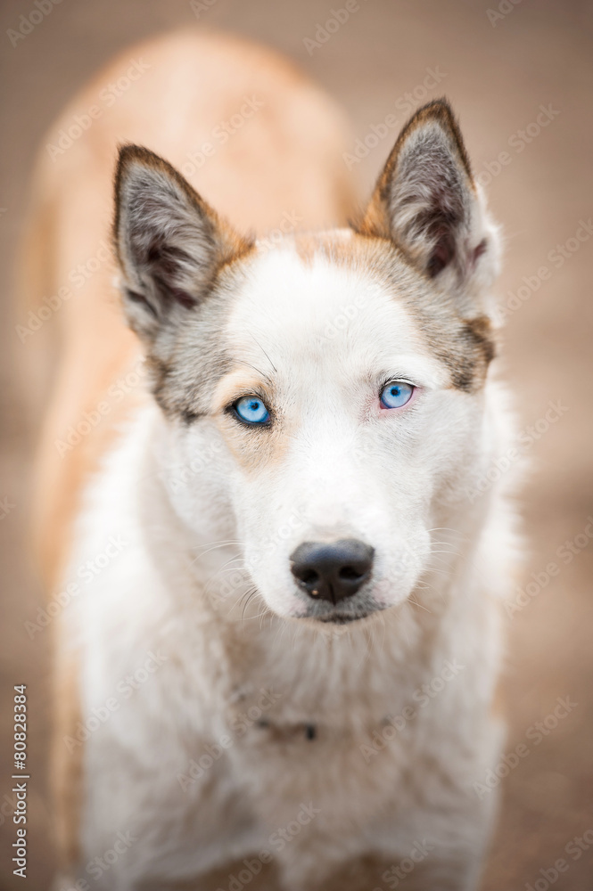 Portrait of a dog with blue eyes