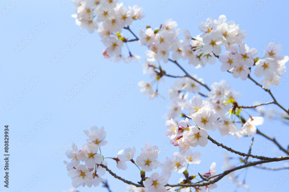 青空と桜