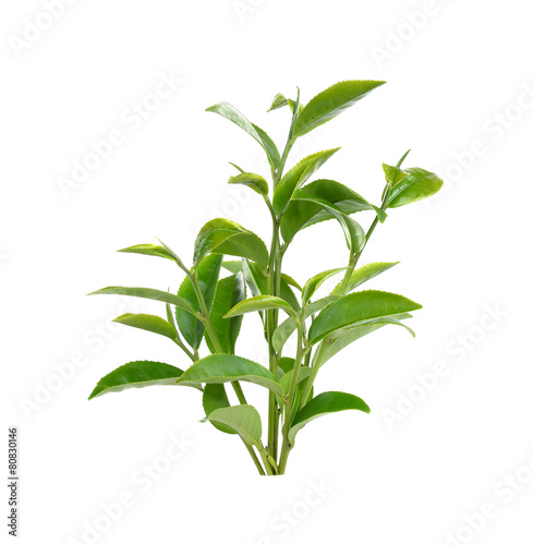 Green tea leaf isolated on white background