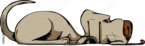 dog laying down