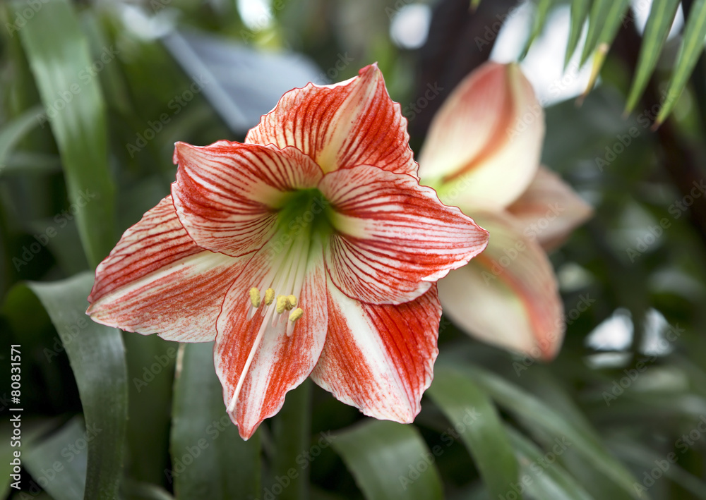 Fototapeta premium Гипераструм или Звёздный всадник