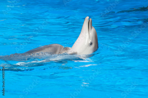Swimming dolphin