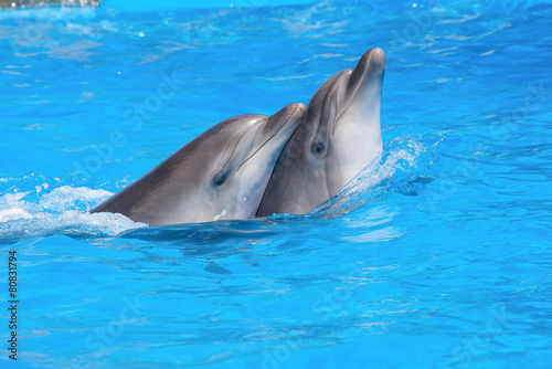 Swimming dolphins