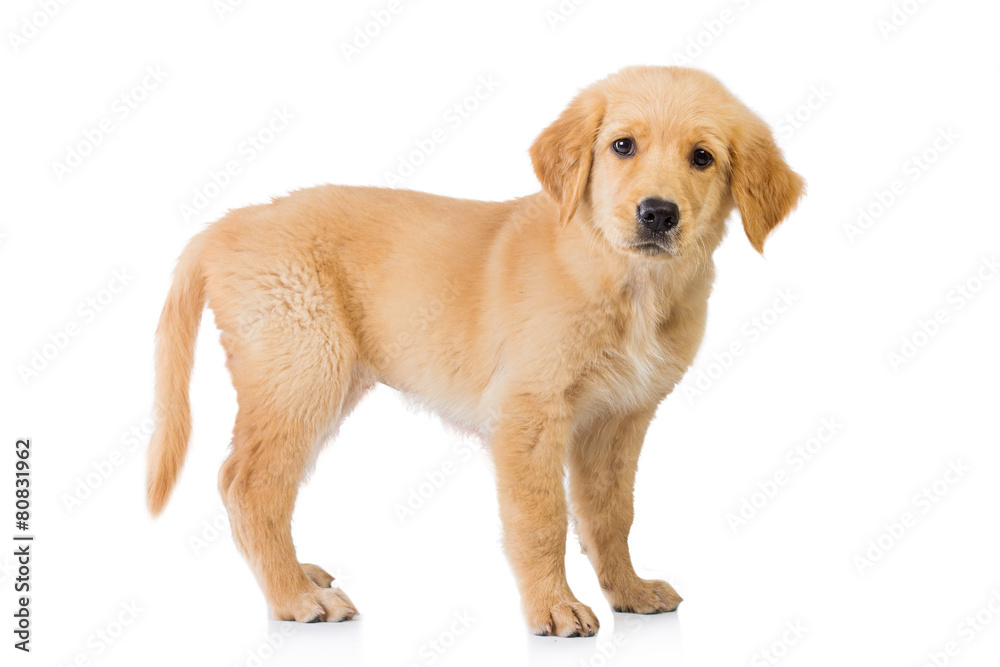 Golden retriever dog standing isolated in white background Golden retriever dog standing isolated in white background
