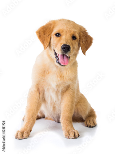 Golden Retriever dog sitting on the floor, isolated on white bac