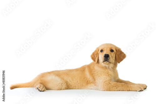golden retriever dog laying over white background