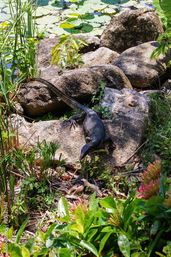 lizard on a large rock near a pond